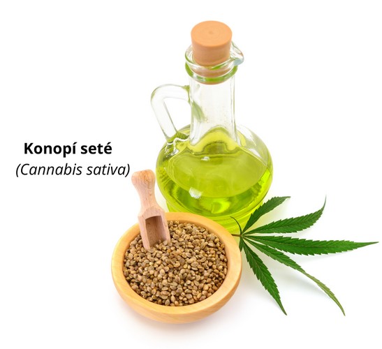 Konopí seté_1